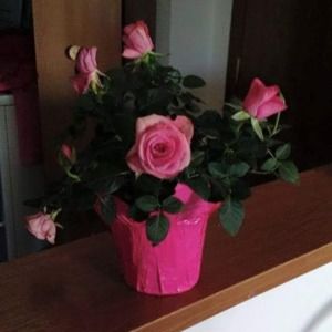 Meet your Posher, Wendy